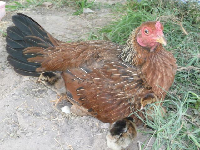Hühnerzucht in Thailand