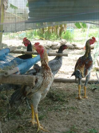 Hühnerzucht in Thailand